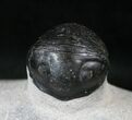 Smooth Shelled Wenndorfia Trilobite - #13943-3